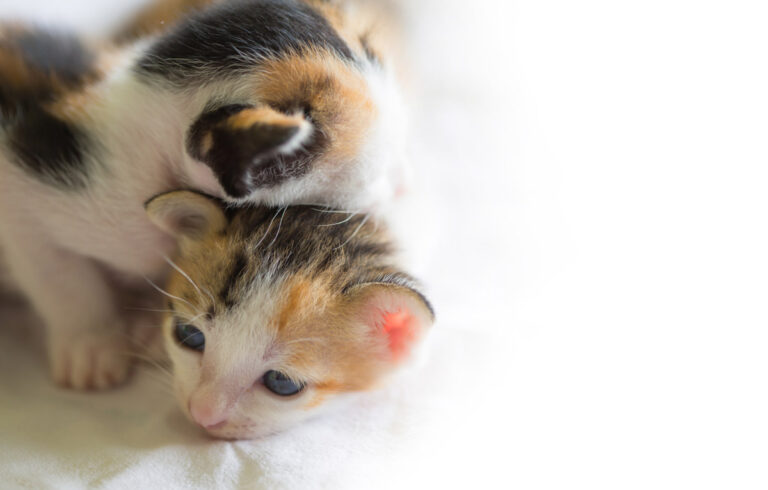 Sarcina pisicii - Pisicoteca Sarcina pisicii – Indicații esențiale pentru sănătatea mamei și a puilor