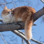 Limbajul cozii la pisici ce spun miscările despre starea lor